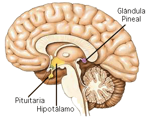 cta-glands1